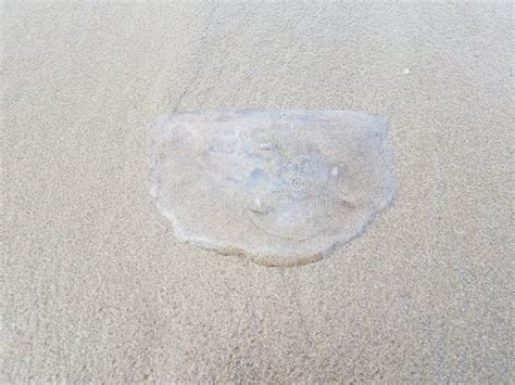 A Dead Jellyfish