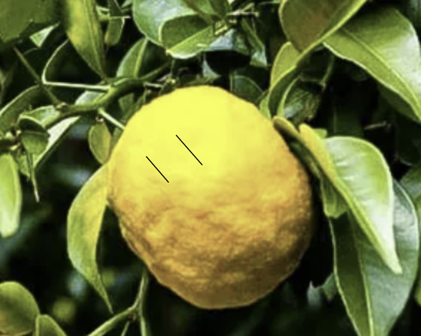 Citron