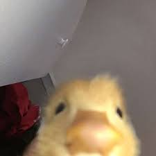 Local Duck
