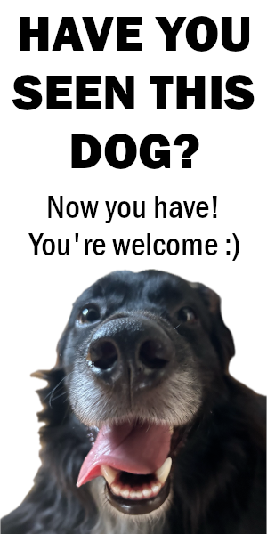 "Have you seen this dog? Now you have! You're welcome :)" [picture of a dog]