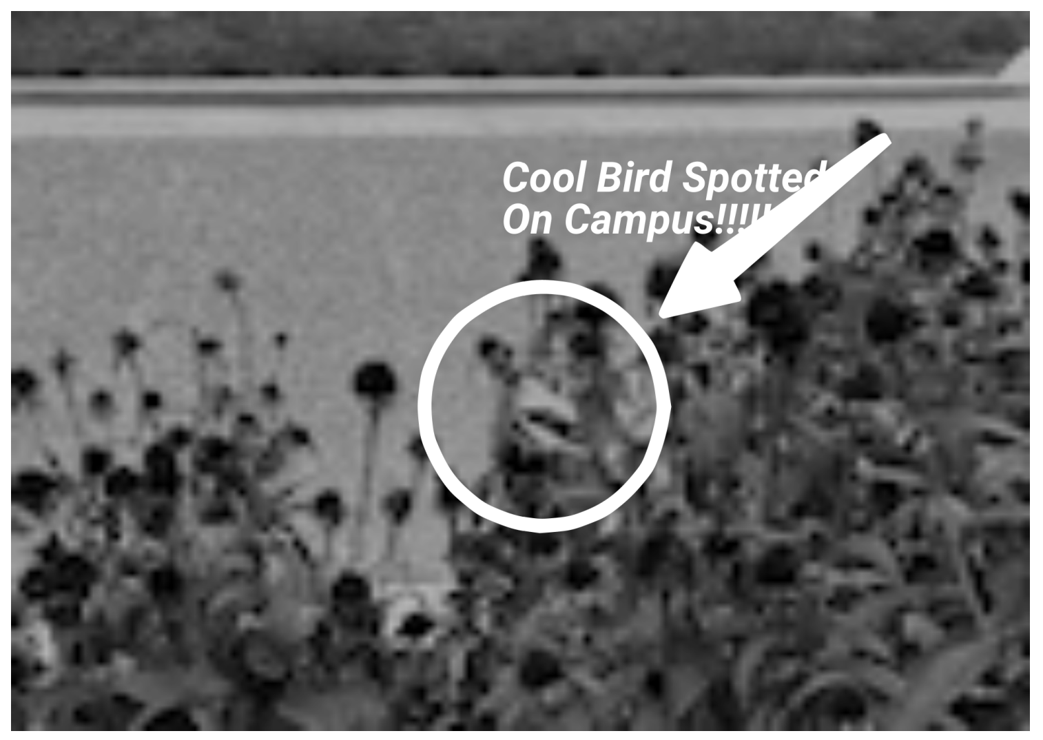Low-quality image with a circle and arrow pointing at some indiscriminate pixels with the text "Cool Bird Spotted On Campus!!!"